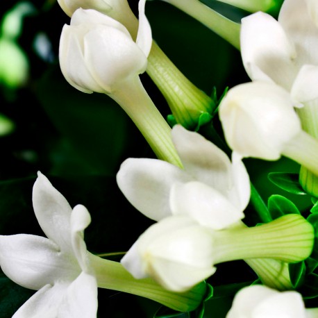 Iris Eau de Parfum de Yodeyma - Imagen 4
