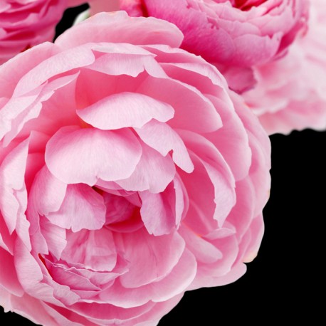 Prime Eau de Parfum Para Mujer de Yodeyma - Imagen 4